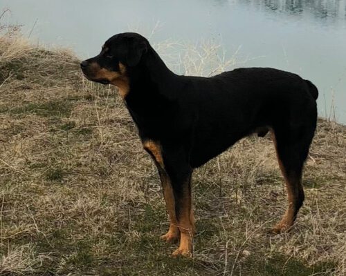 Rottweiler standing by body of water