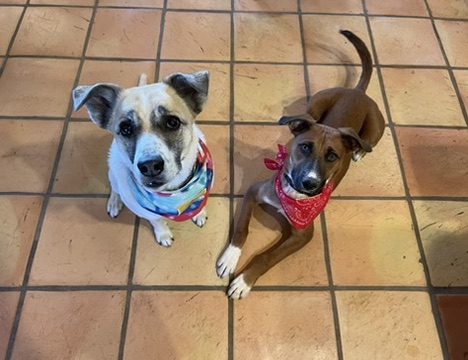 Two dogs wearing bandanas and looking at camera