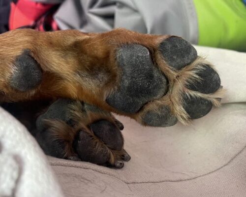 Bottom of dog paws
