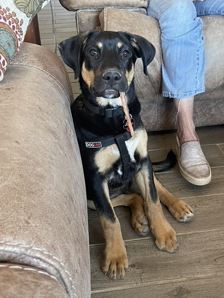 Young dog sitting at the foot of a person on a couch