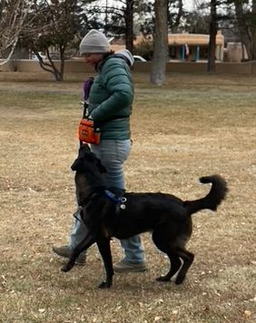 Dog looking up at man as he reaches for a treat