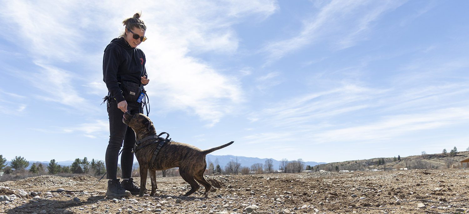 Safe Pet Partner trains a dog.